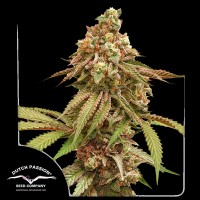 Tropical Tangie Feminised seeds