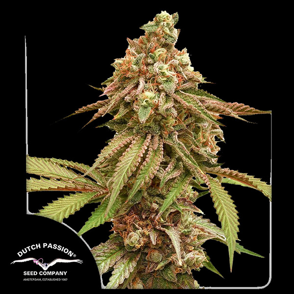 Tropical Tangie Feminised seeds