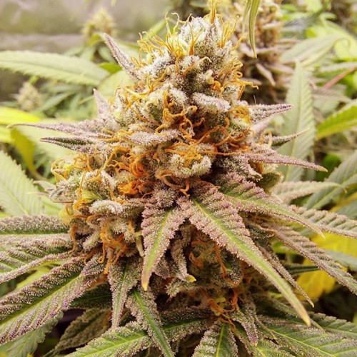 White Widow Feminised seeds