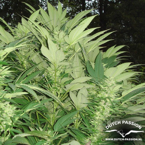 Насіння Durban Poison Feminised