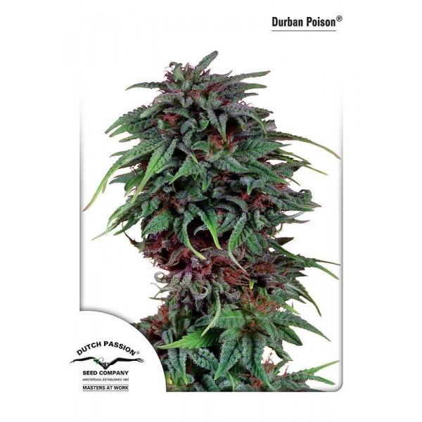 Насіння Durban Poison Feminised