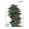 Насіння Durban Poison Feminised