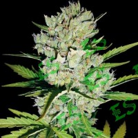 Насіння Auto Super Skunk Feminised Gold