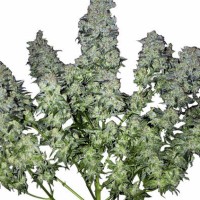 Насіння Chronic Feminised Gold