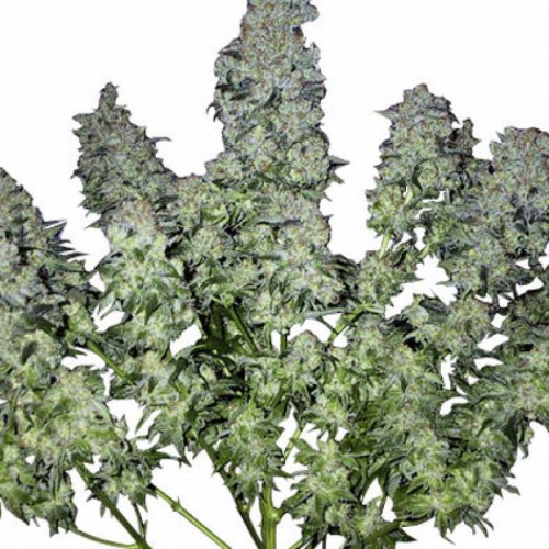 Chronic Feminised Gold