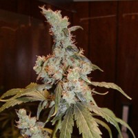 Afghan Haze Feminised Gold