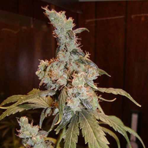 Afghan Haze Feminised Gold