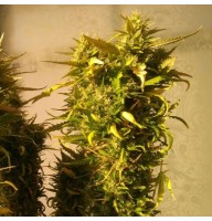 Auto AK-47 Feminised Gold