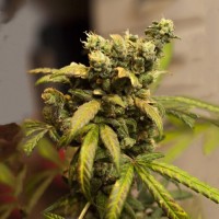 American City Feminised Gold