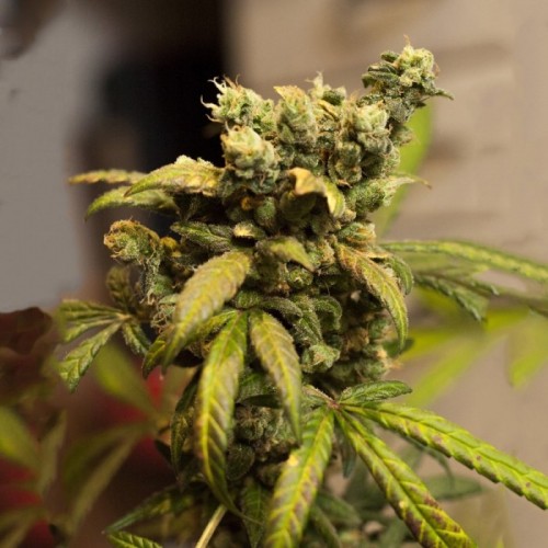 American City Feminised Gold