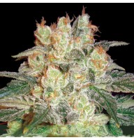 Auto Afghan Kush Feminised Gold