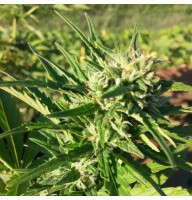 Auto Amnesia Haze Feminised Gold