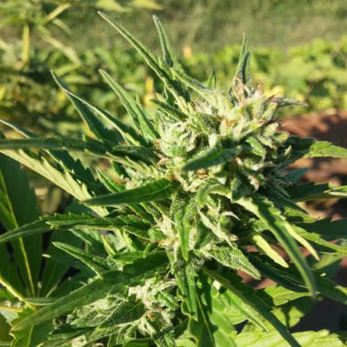 Auto Amnesia Haze Feminised Gold