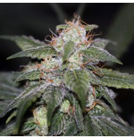 Auto Blue Cheese Feminised Gold