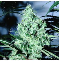 Auto Blue Dream Feminised Gold