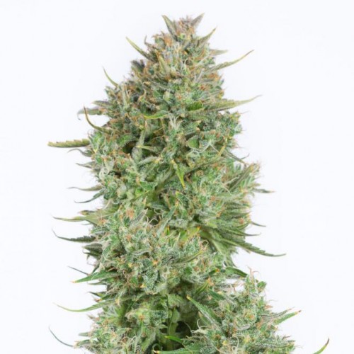 Auto Blue Kush XXL Feminised Gold