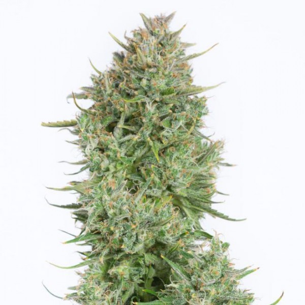 Auto Blue Kush XXL Feminised Gold