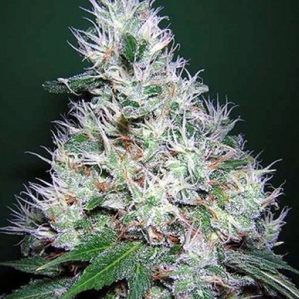 Auto Bubble Gum Feminised Gold