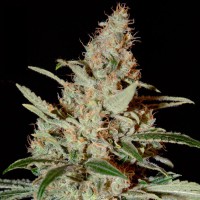 Насіння Auto Chemdawg Feminised Gold