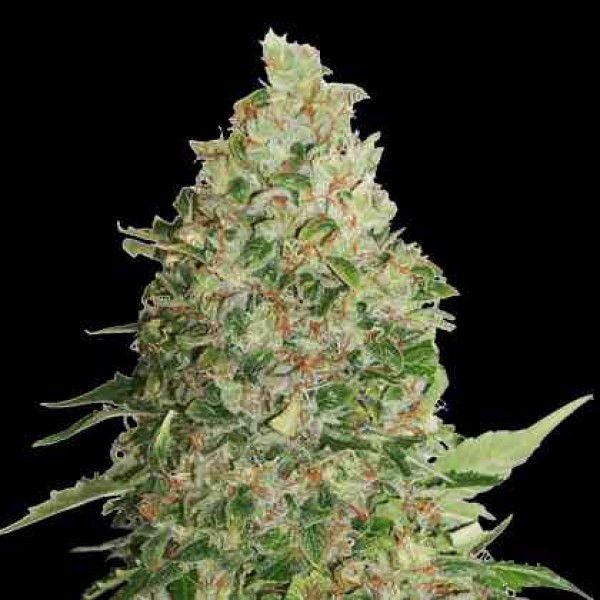 Auto Critical Monster Feminised Gold