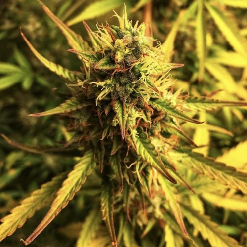 Auto Devil XXL Feminised Gold