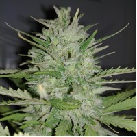 Насіння Auto Dreamberry Feminised Gold