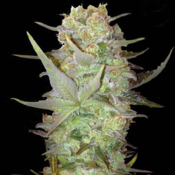 Auto African Poison Feminised Gold