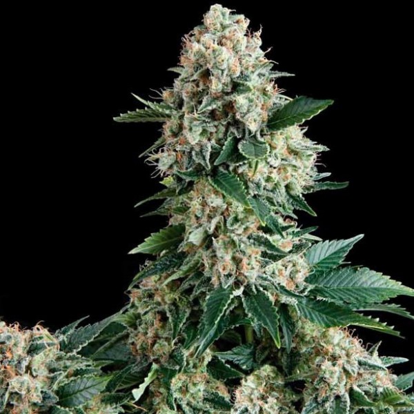 Auto English Special Feminised Gold