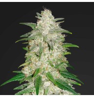 Auto Gelato Feminised Gold