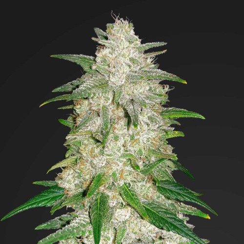 Auto Gelato Feminised Gold