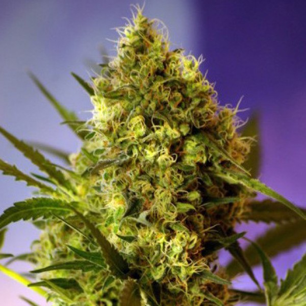 Auto Gigant Devil Feminised Gold