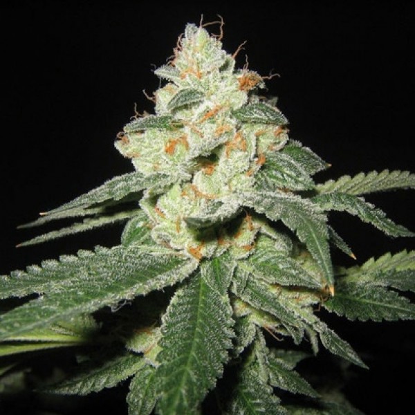 Auto Great White Shark Feminised Gold
