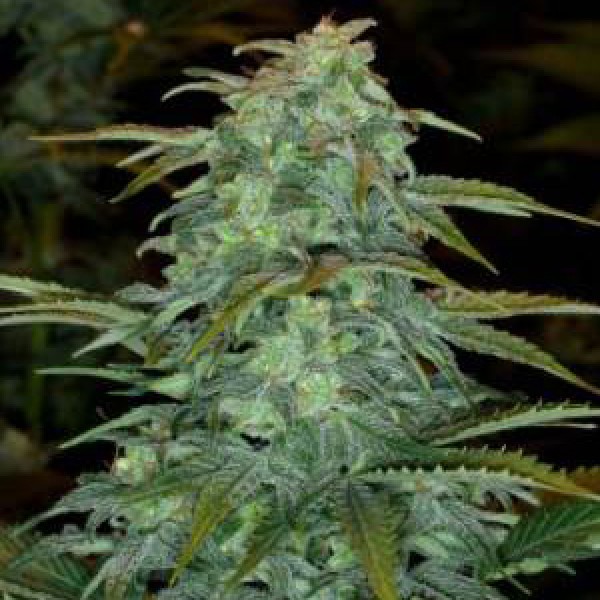 Auto Haze Feminised Gold