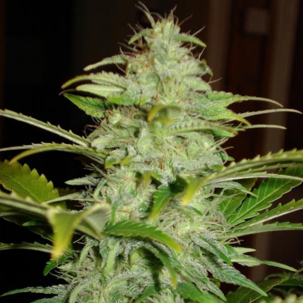 Auto Hindu Kush Feminised Gold