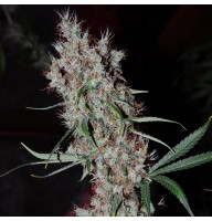 Auto Kali Mist Feminised Gold