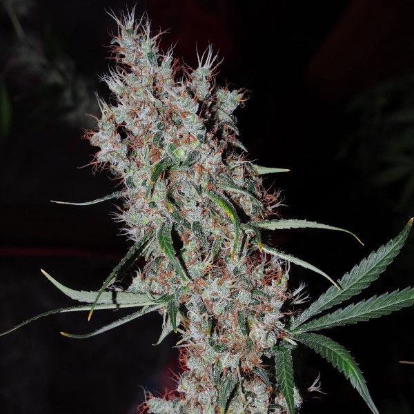Auto Kali Mist Feminised Gold