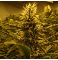 Auto Lemon Skunk Feminised Gold