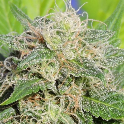 Auto Lime Haze Feminised Gold