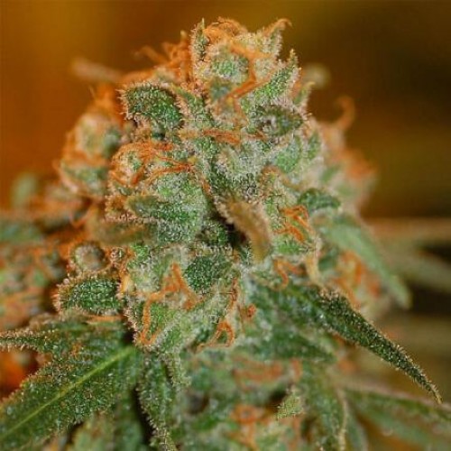 Auto Lime Skunk Feminised Gold