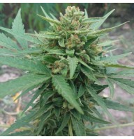 Auto Lowryder2 Feminised Gold