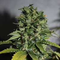 Auto Magnesia Haze Feminised Gold