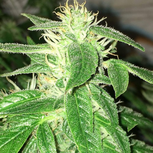 Auto Desert Eagle Feminised Gold