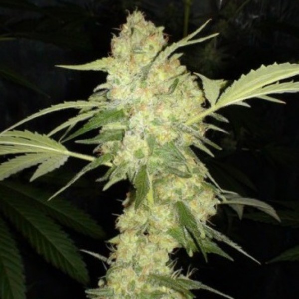 Auto Mamba Negra Feminised Gold