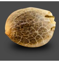 Auto Mandarine XXL Feminised Gold