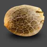 Auto Mandarine XXL Feminised Gold