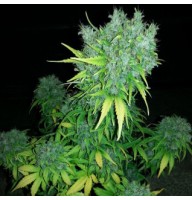 Auto MaxiGom Feminised Gold