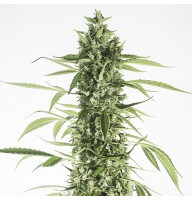 Auto Moby Dick XL Feminised Gold