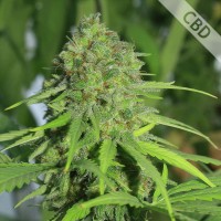 Насіння Auto Northern Light CBD Feminised Silver