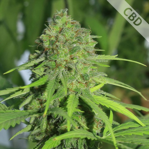 Auto Northern Light CBD Feminised Silver