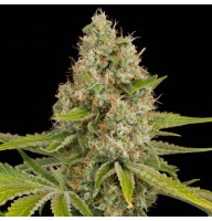 Auto OG Kush Feminised Gold